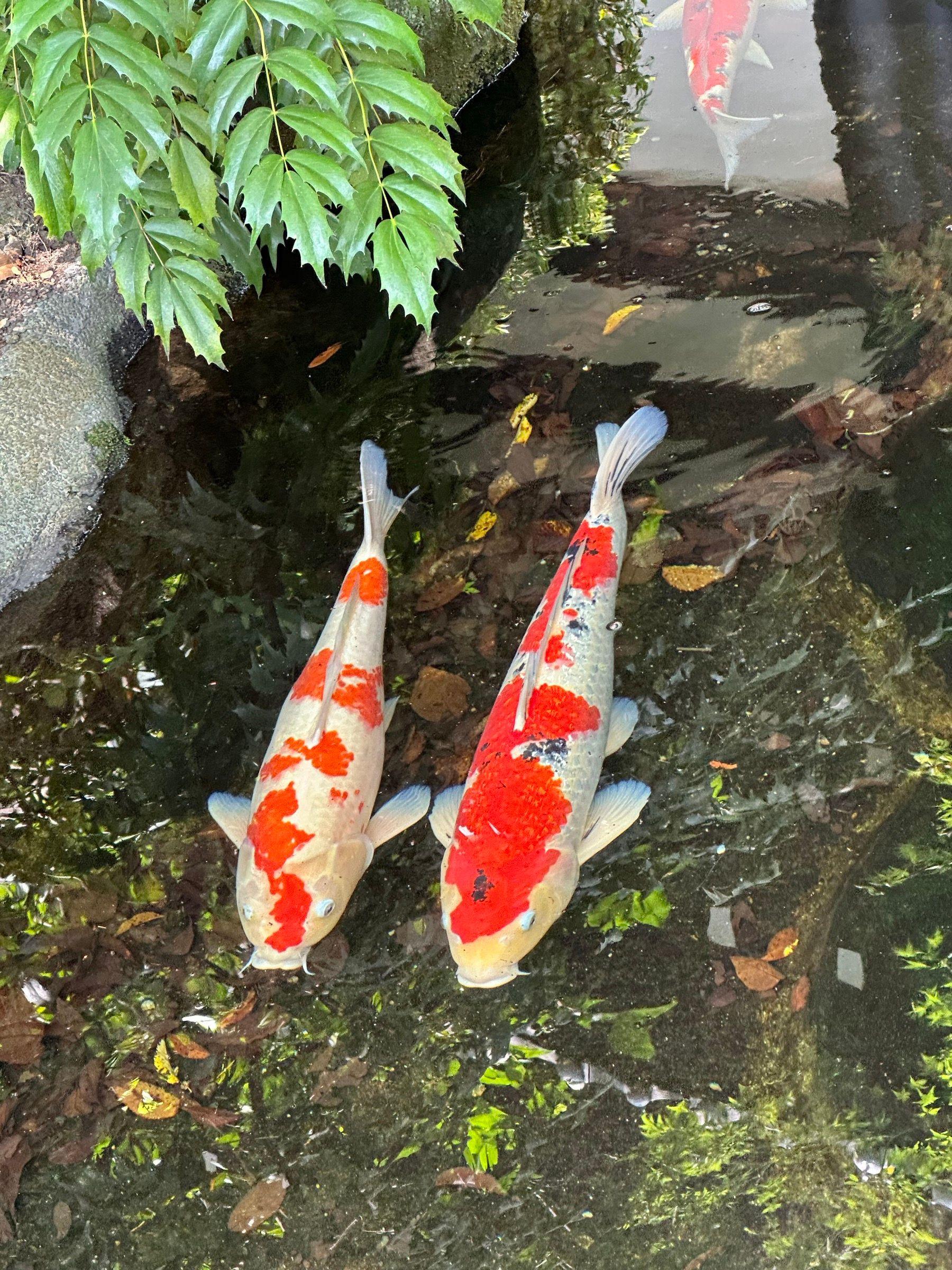 Two red-and-white koi swimming side by side in a garden pond, seen from above