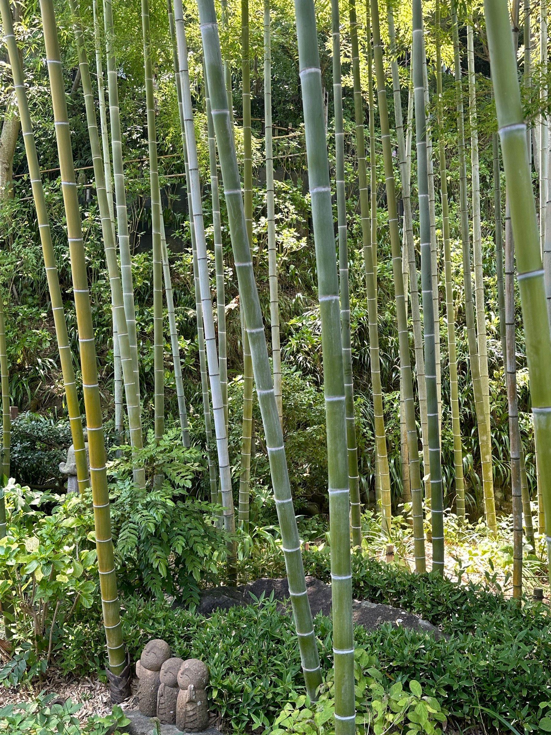 A tall green bamboo grove with small stone Jizō statues among the plants at its base